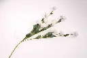 8597330077731a.webp