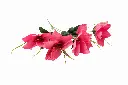 8597330068692b.webp