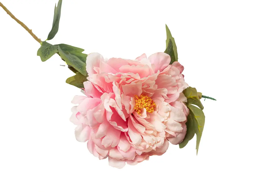 8597330068340a.webp