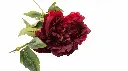 8597330068340d.webp