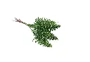 8597330106653b.webp