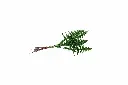 8597330106653a.webp