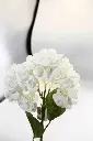 8597330003785-1.webp