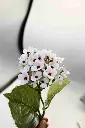 8597330068319-1.webp