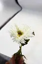 8597330068470-1.webp