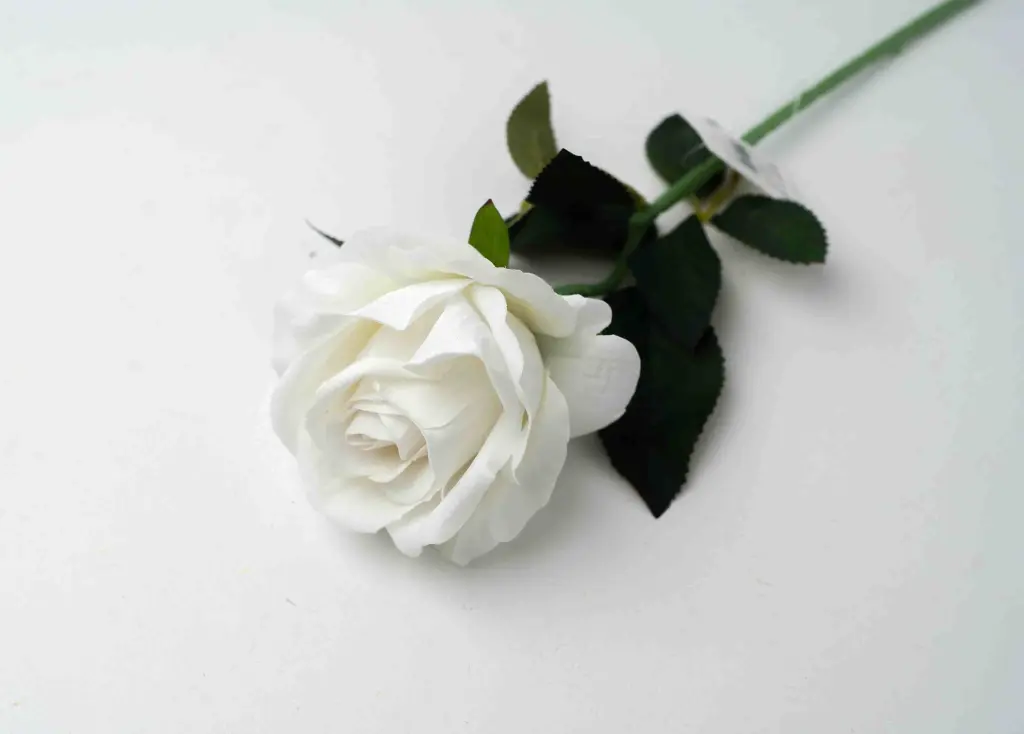 8598330002501b.webp