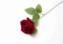 8598330002518b.webp