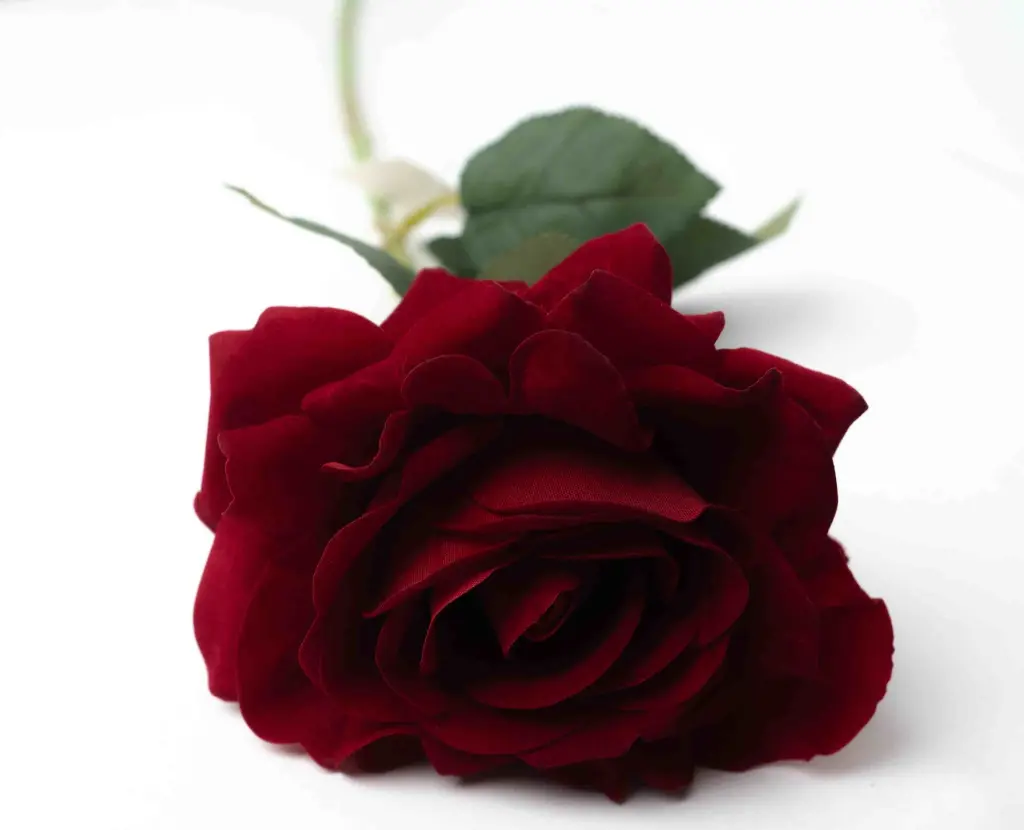 8598330002563b.webp