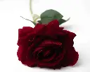 8598330002563b.webp
