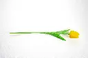 8597330103188d.webp