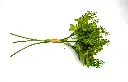 8597330084050b.webp