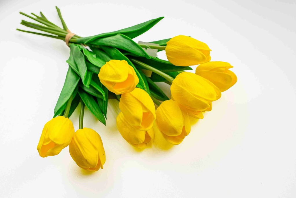 Hoa Tulip A8396