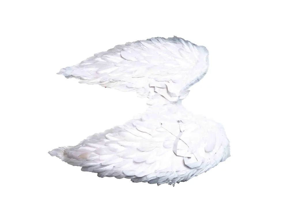 Đôi cánh thiên thần A106875